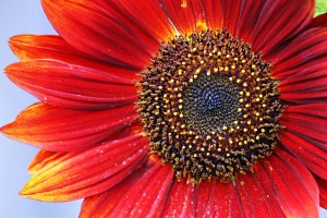 Ruby Red Sunflower